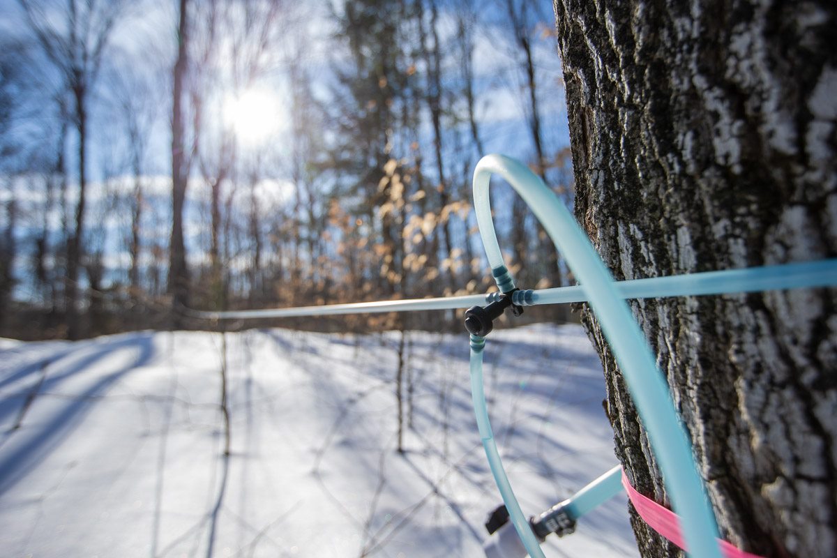 Photo of sap lines wrapped around a maple tree in winter