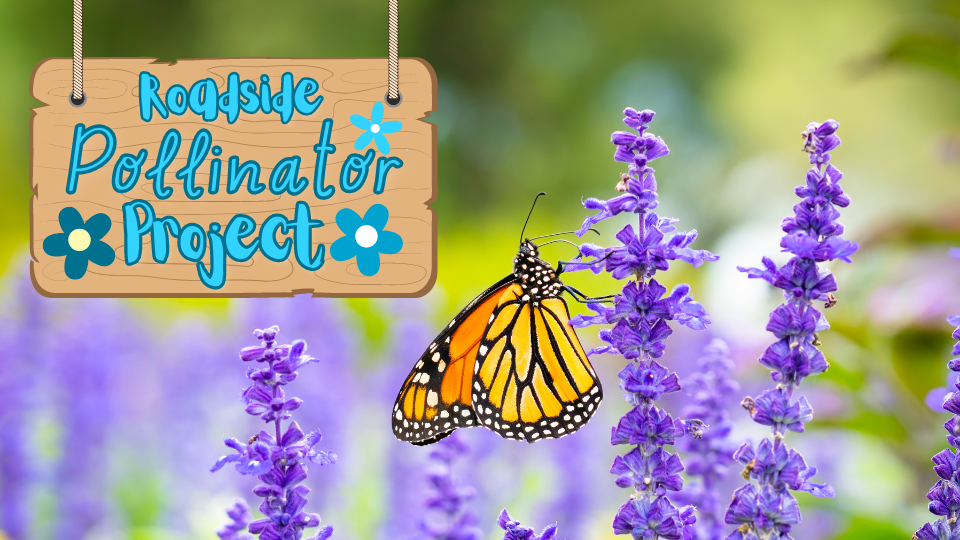 Photo of a Monarch Butterfly on purple flowers. Overlay graphic of a wooden sign with blue script text reading "Roadside Pollinator Project"